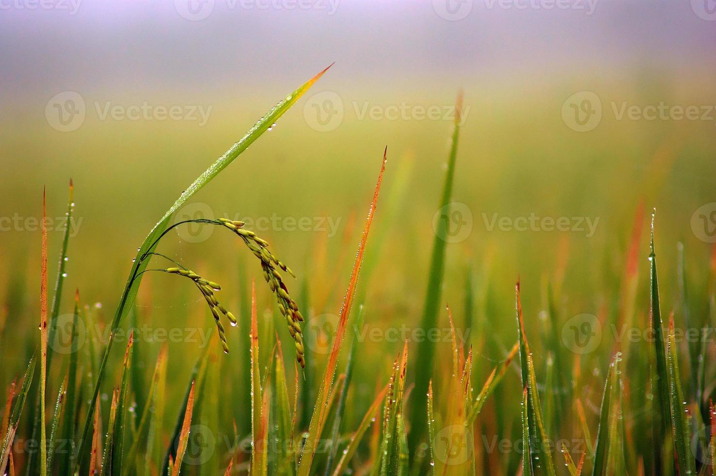 Drops of water on the ear of paddy photo