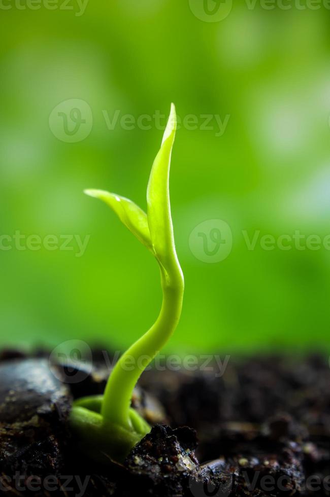 brote, hojas, de, planta joven, plántula, en, bosque foto