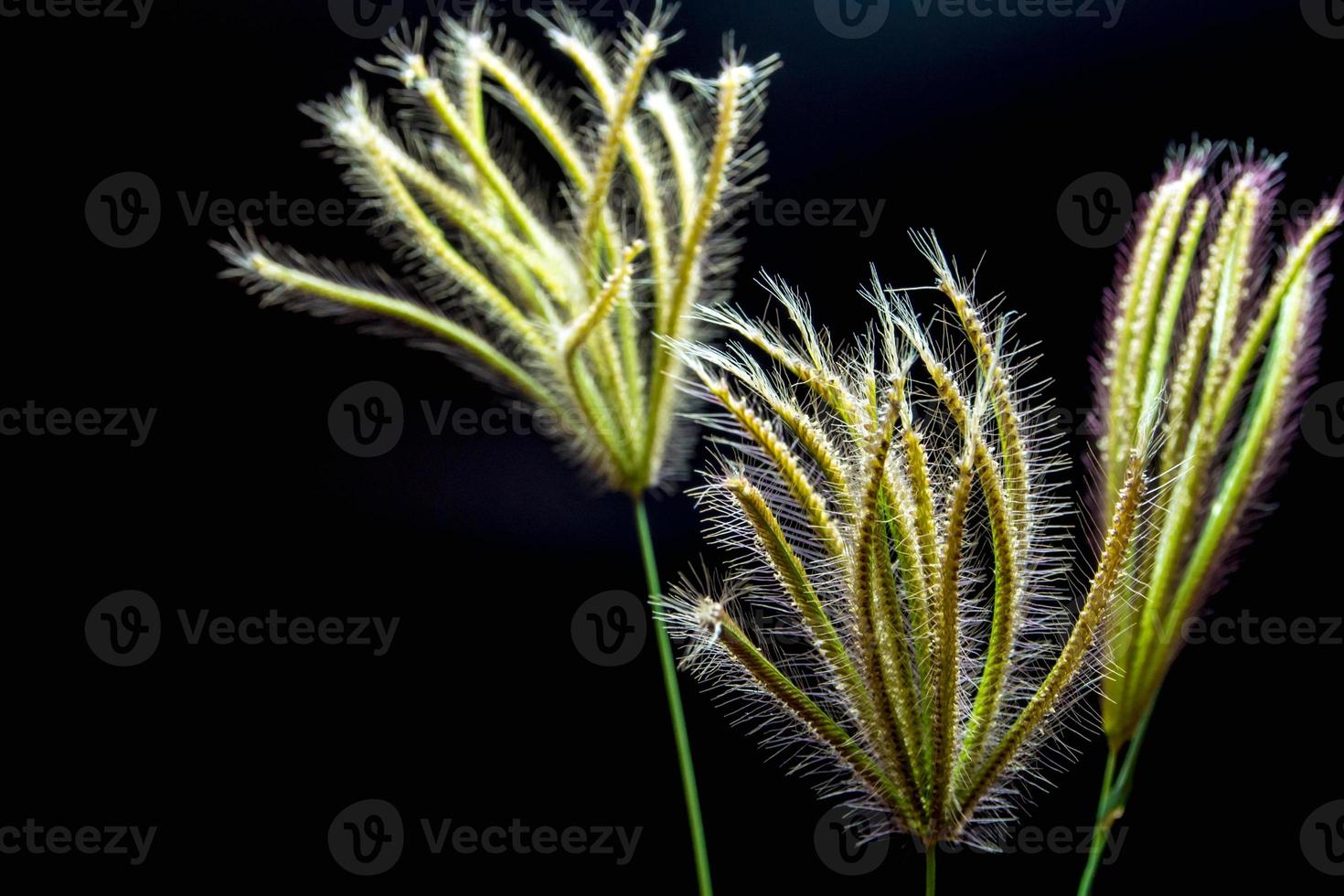 Flower of Swallen Finger grass photo