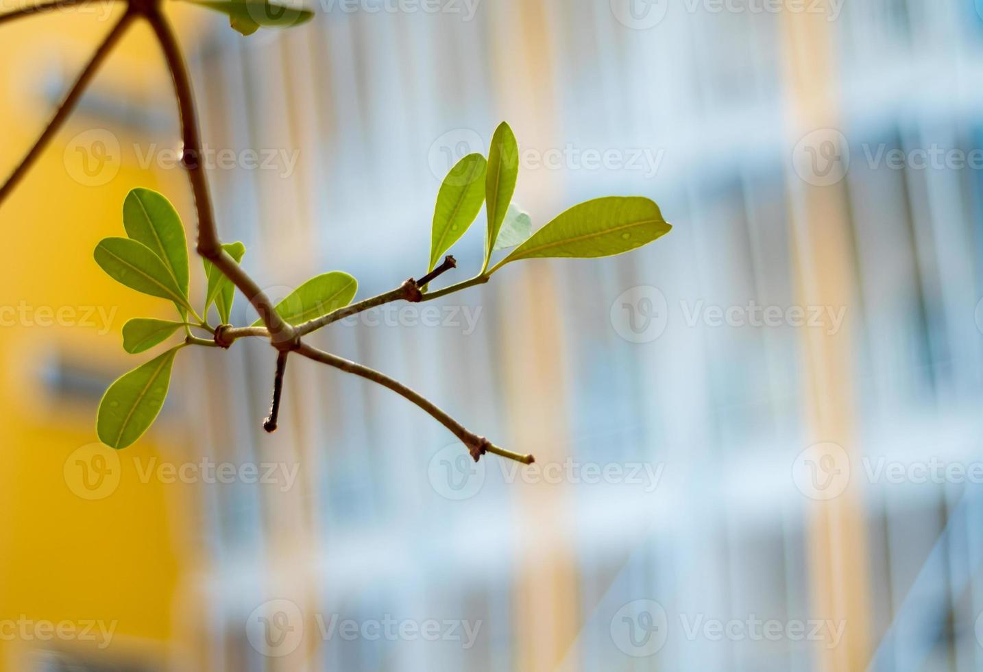 Freshness leaves on building background photo