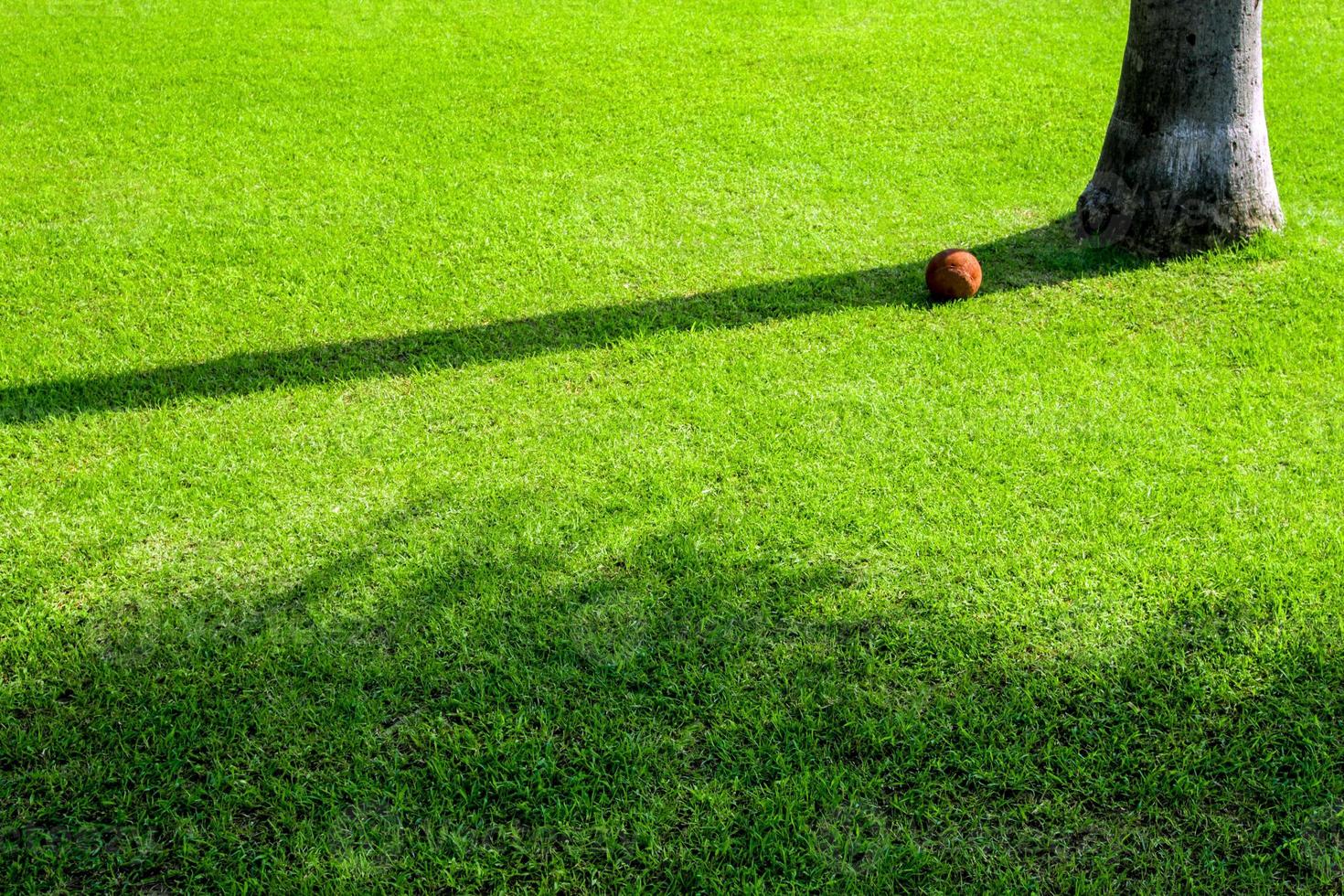Shadow of tree on greenlawn photo