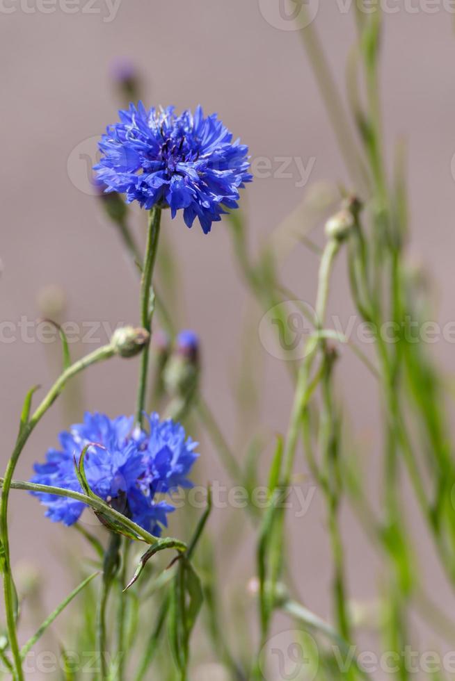acianos azules que crecen en un jardín en East grinstead foto