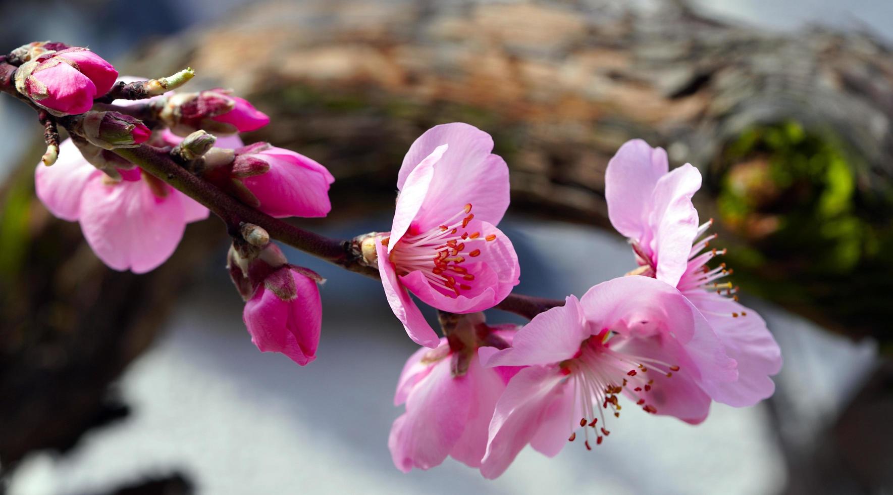 hermosa primavera naturaleza almendro flor árbol rama fondos de pantalla  6671767 Foto de stock en Vecteezy