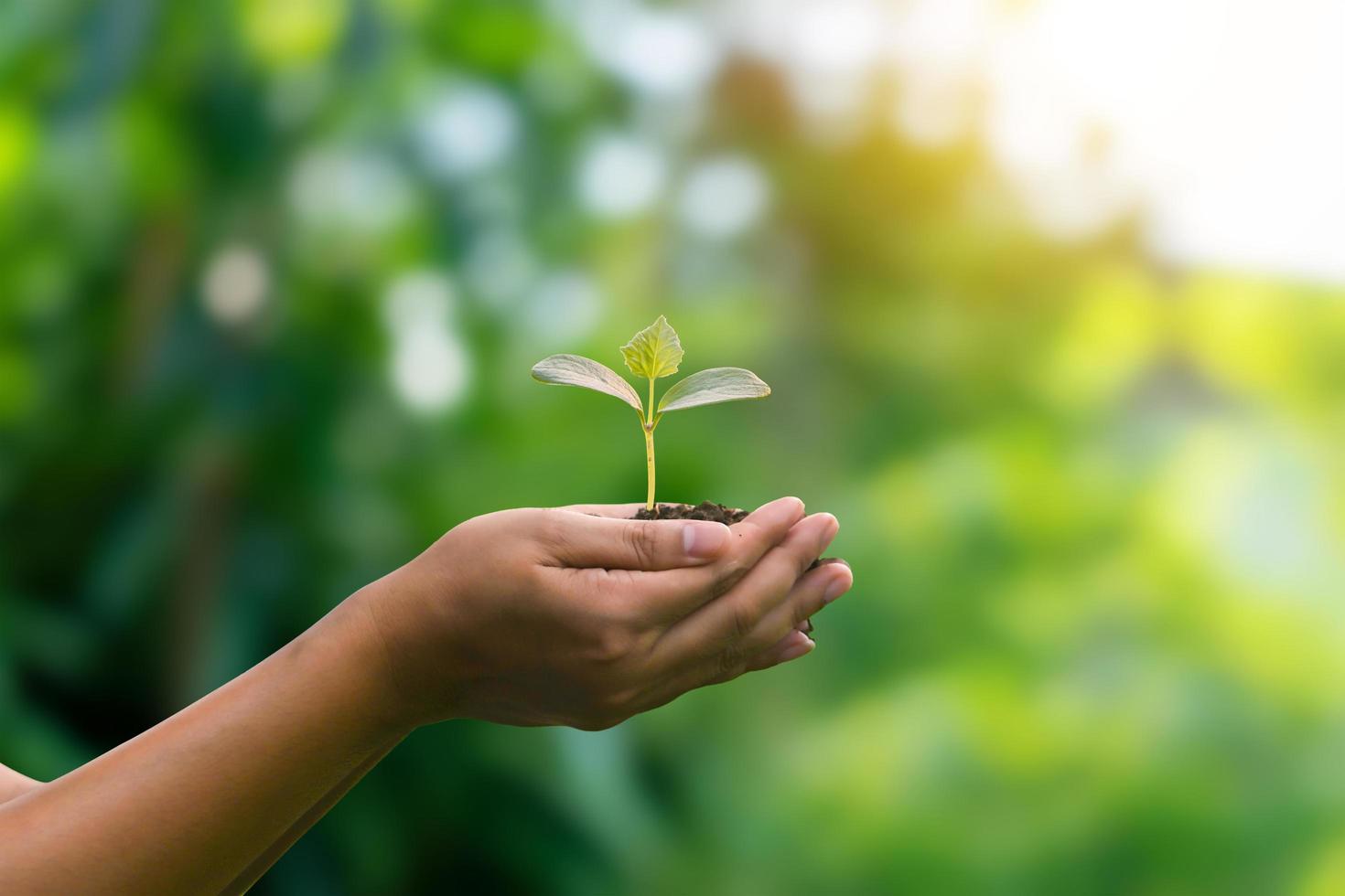 árbol en crecimiento en una mano humana y en un fondo verde y soleado concepto ecológico tarjeta del día de la tierra proteger el medio ambiente mantener el mundo limpio foto