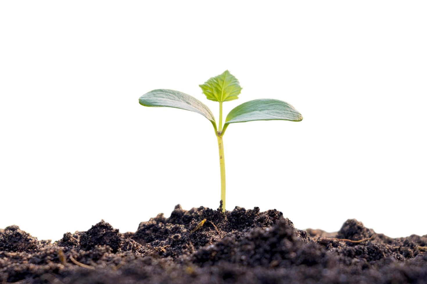 Small plant growing out of the soil on a white background. 6671865 ...