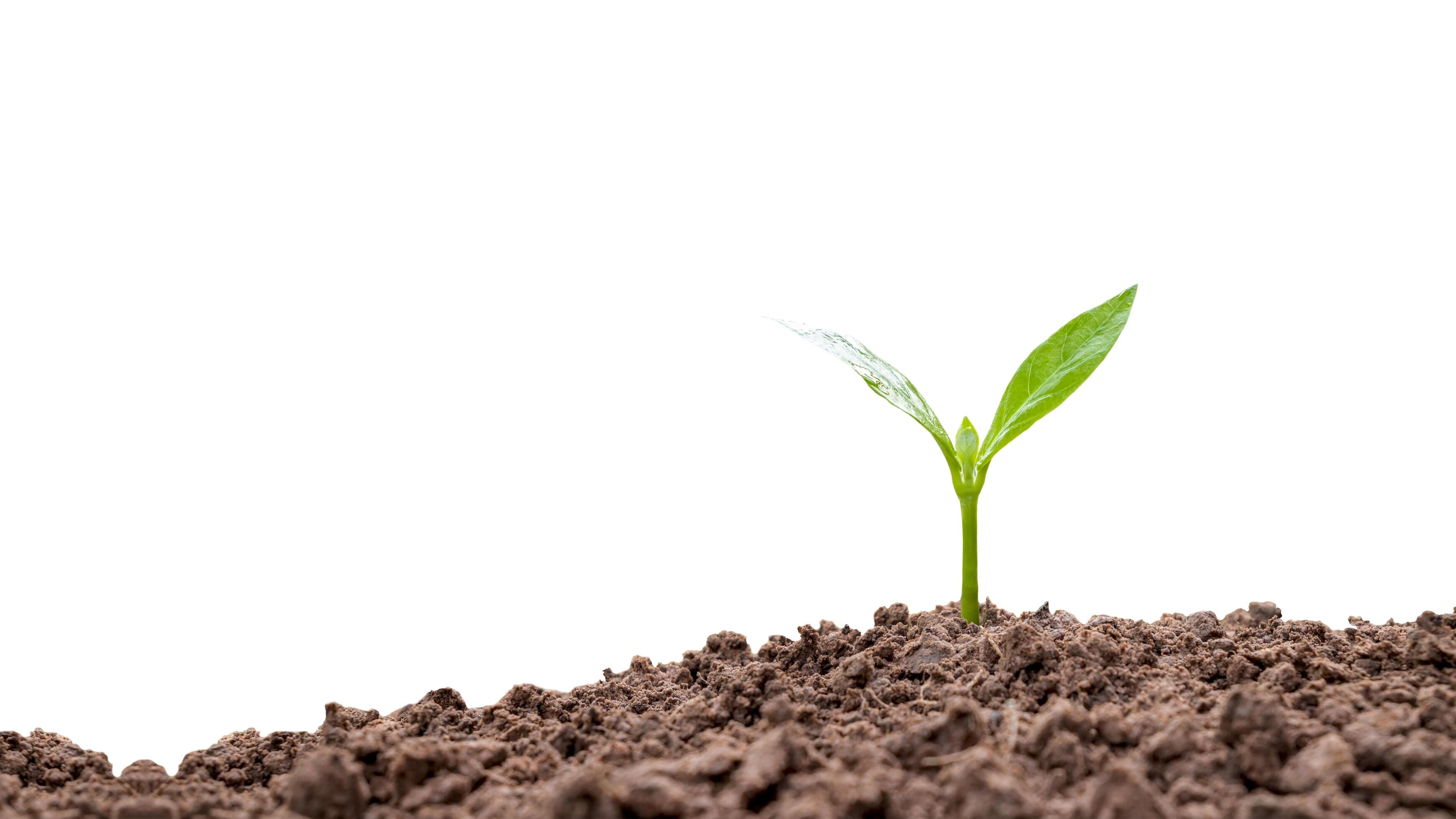 Small plant growing out of the soil on a white background. 6671879 Stock  Photo at Vecteezy