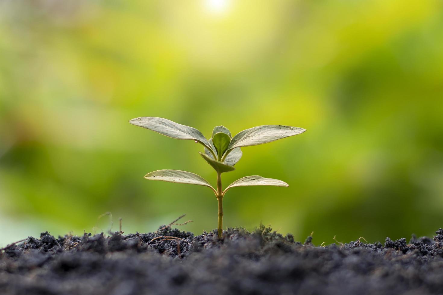 Small trees with green leaves, natural growth, and sunlight, the concept of  agriculture, and sustainable plant growth. 6671907 Stock Photo at Vecteezy