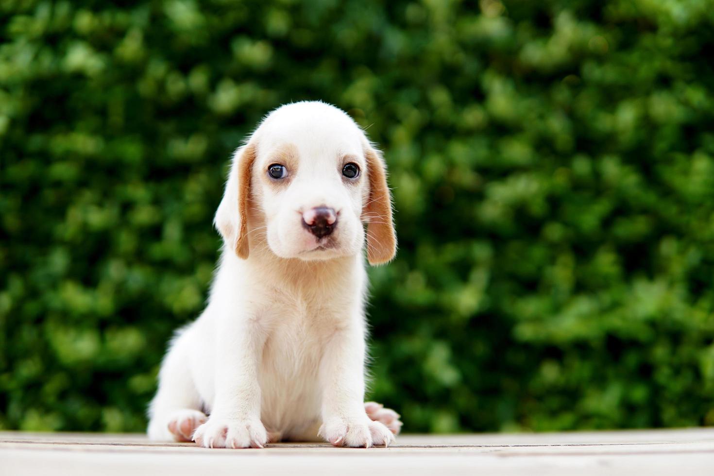 Cute beagle puppy age one month sitting on green floor and looking forward. Picture have copy space for advertisement or text. photo