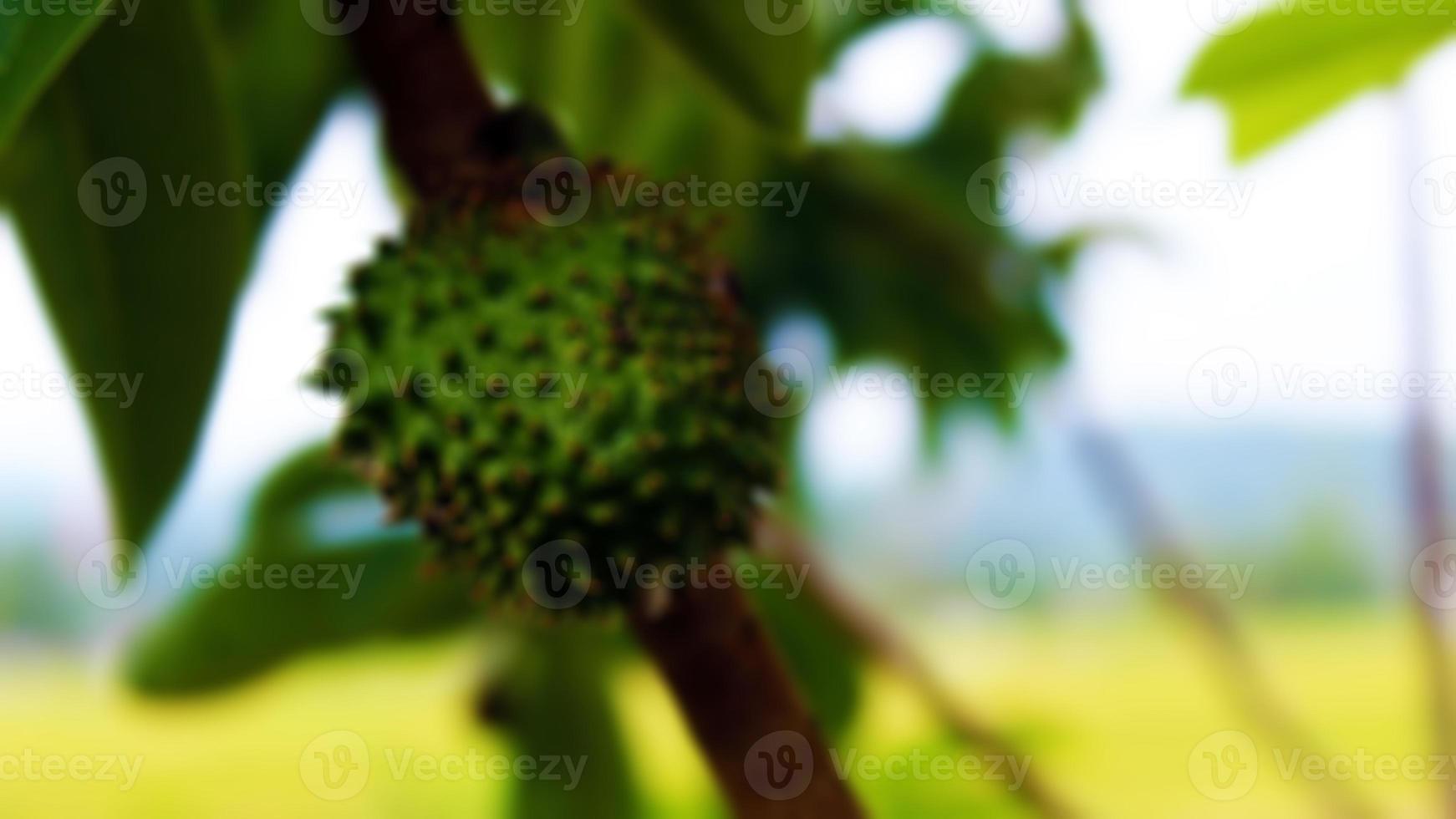 Blur photo of srikaya fruit. Suitable for backgrounds and typography