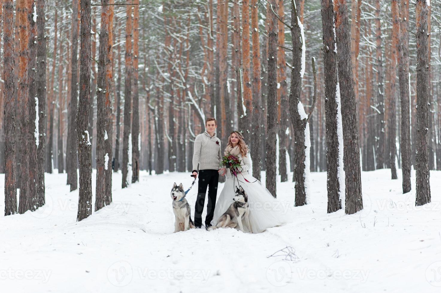 Cheerful bride and groom with two siberian husky are posed on background of snowy forest. photo