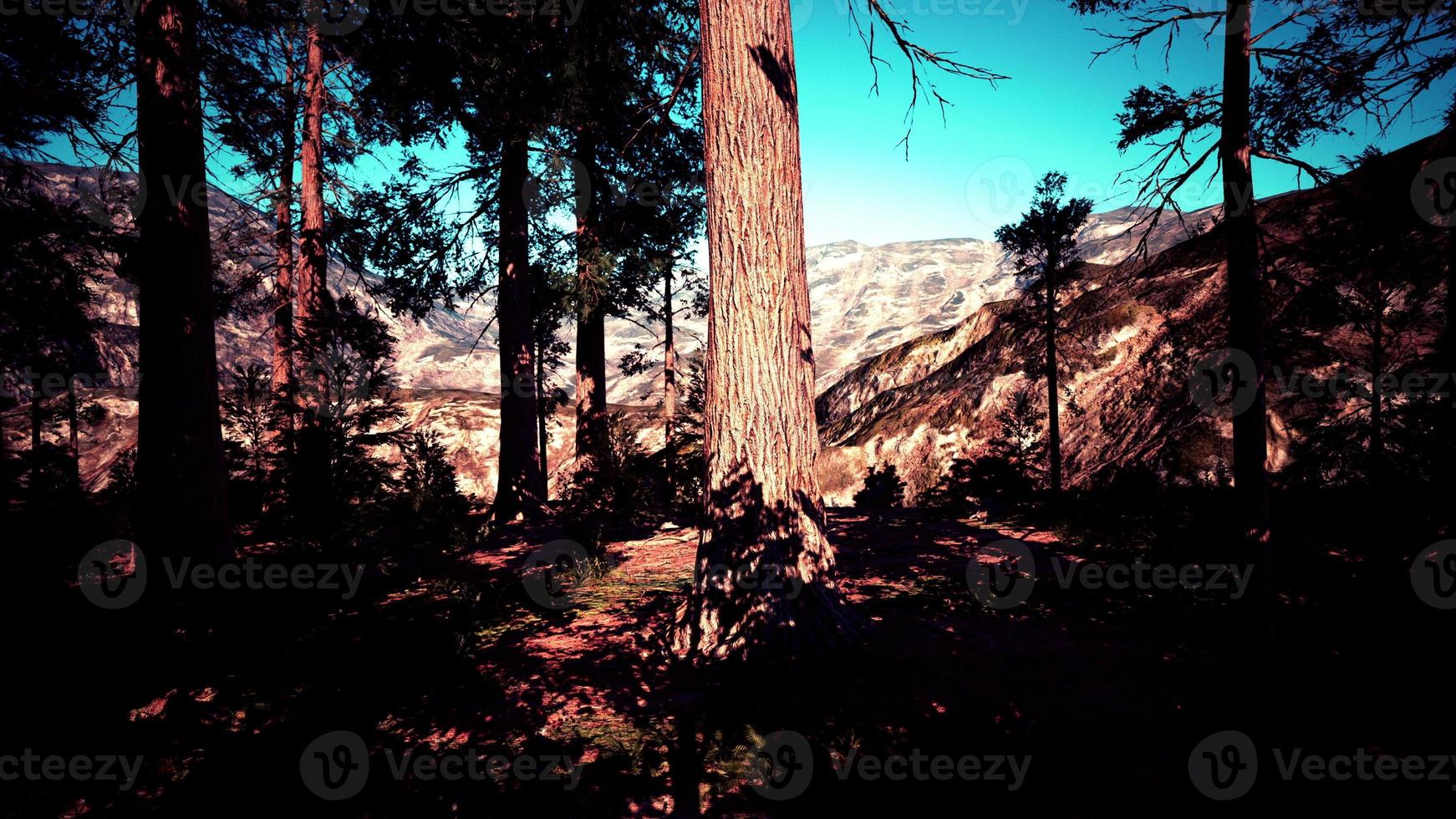 Giant Sequoias Trees or Sierran redwood growing in the forest photo