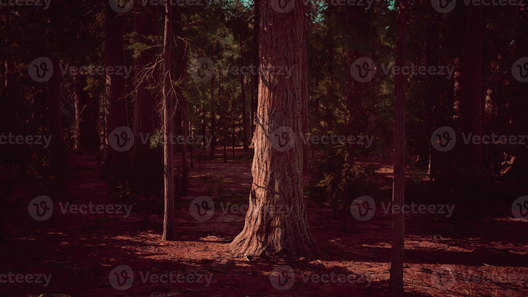 Giant Sequoias Trees or Sierran redwood growing in the forest photo