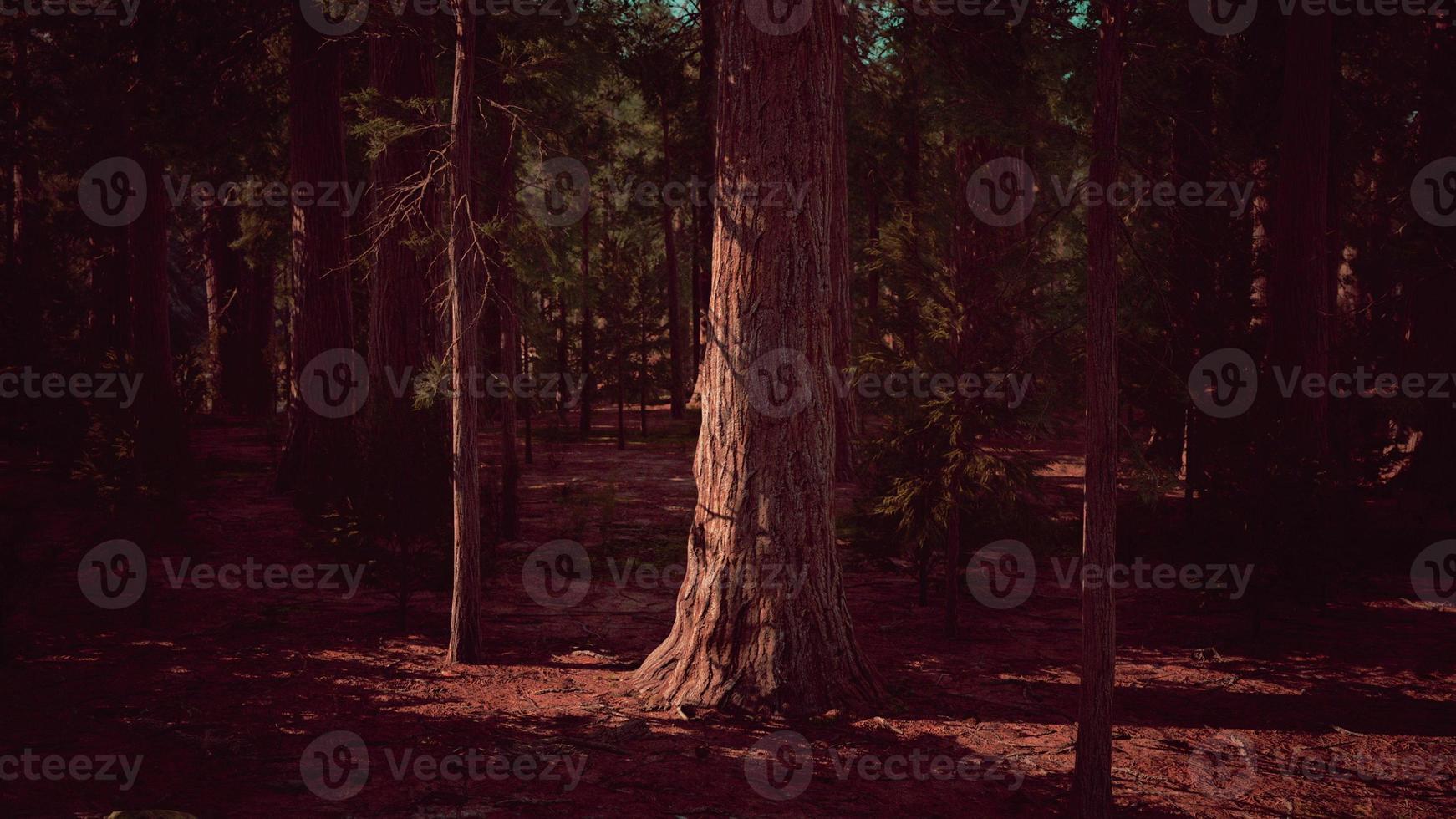 Giant Sequoias Trees or Sierran redwood growing in the forest photo