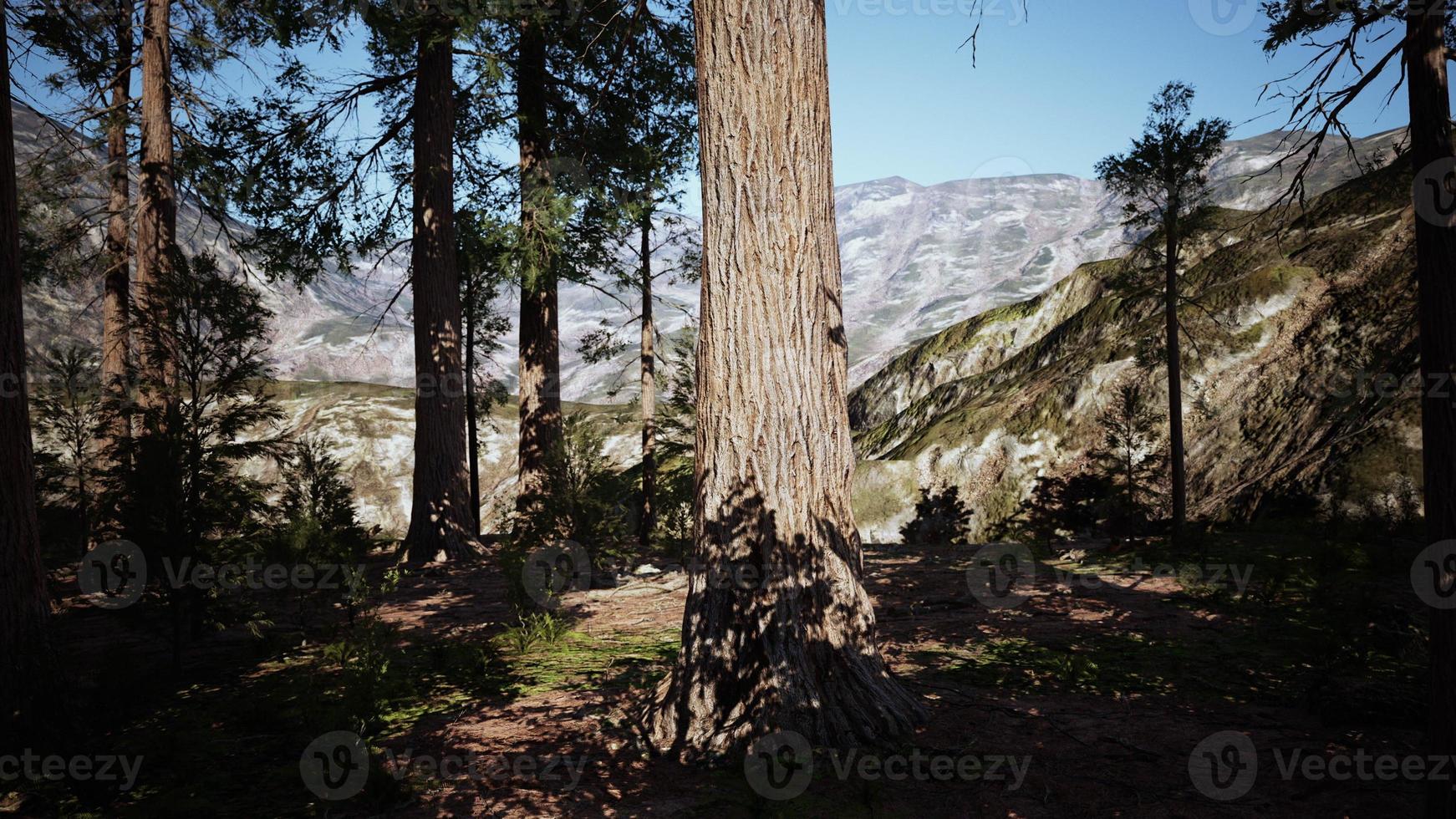 Giant Sequoias Trees or Sierran redwood growing in the forest photo