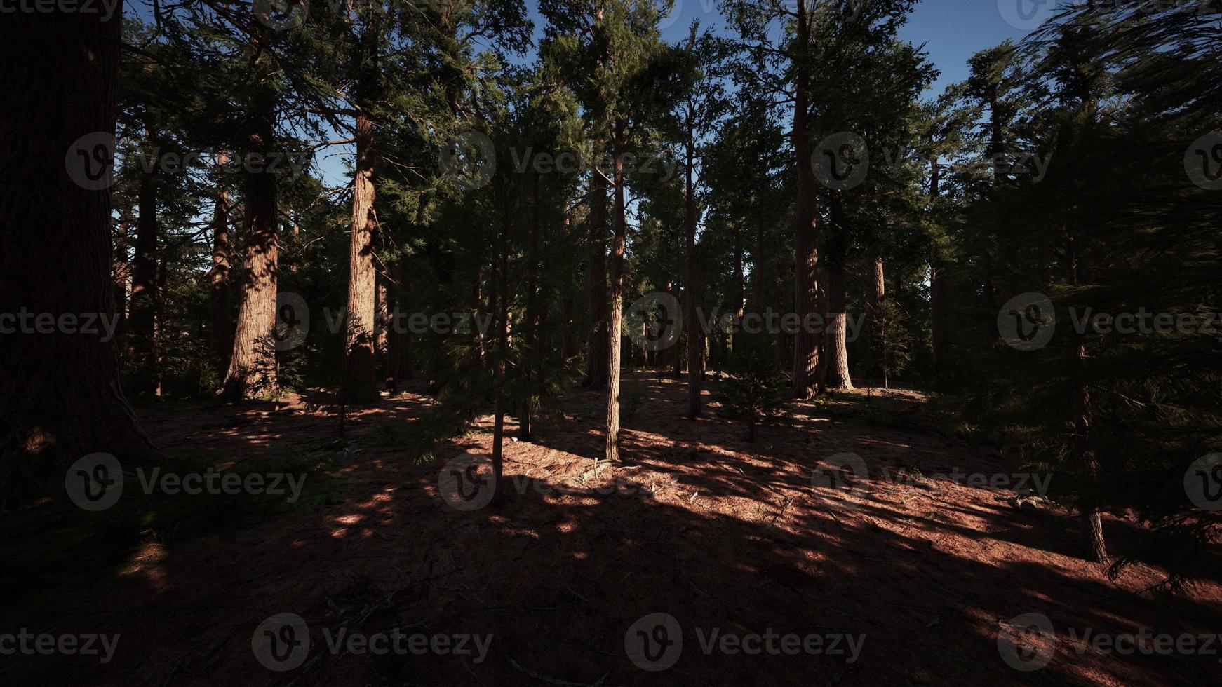 Giant Sequoias Trees or Sierran redwood growing in the forest photo