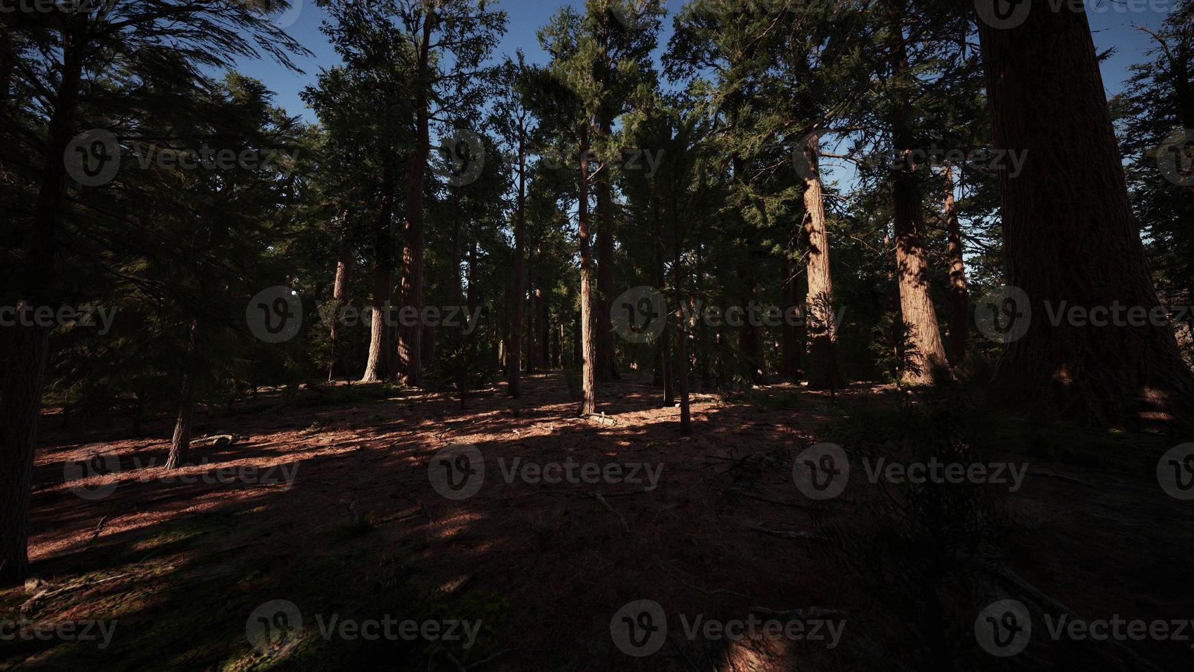 Giant sequoia trees towering above the ground in Sequoia National Park photo