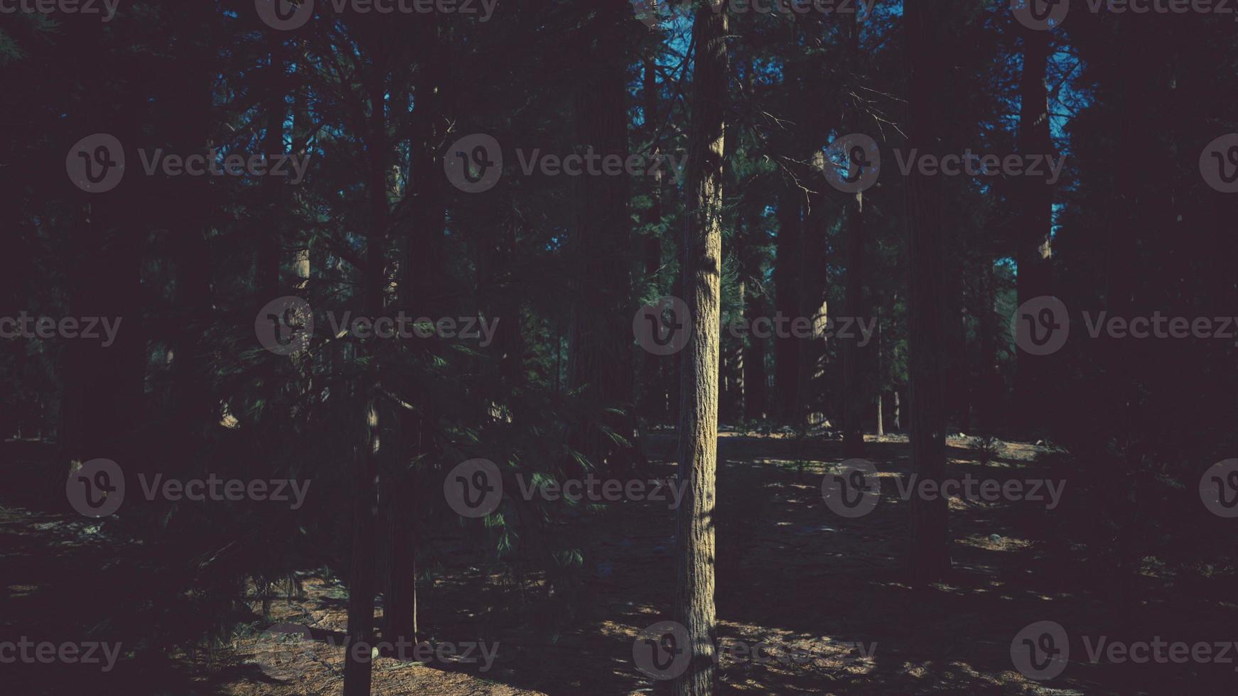 Giant Sequoias Trees or Sierran redwood growing in the forest photo