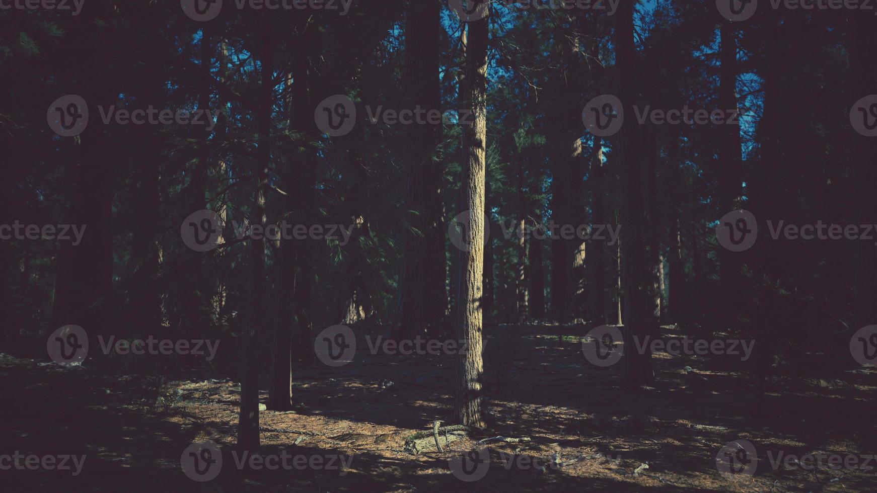 árbol secoya en el parque nacional de yosemite foto