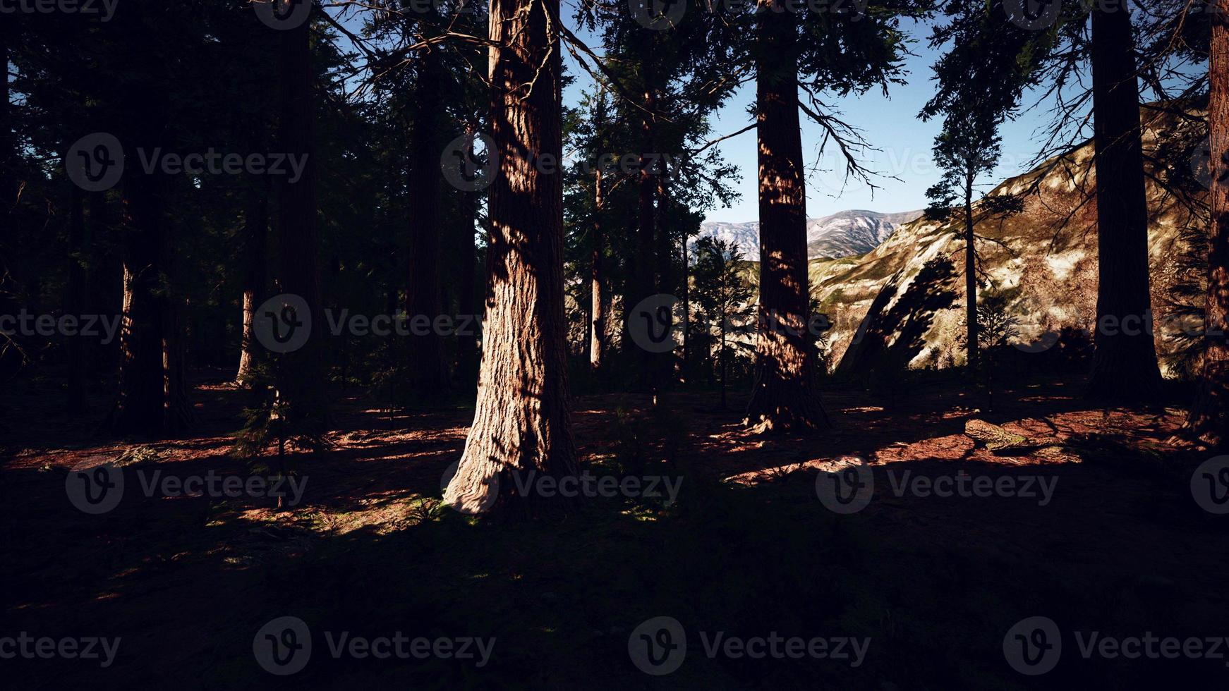Scale of the giant sequoias of Sequoia National Park photo
