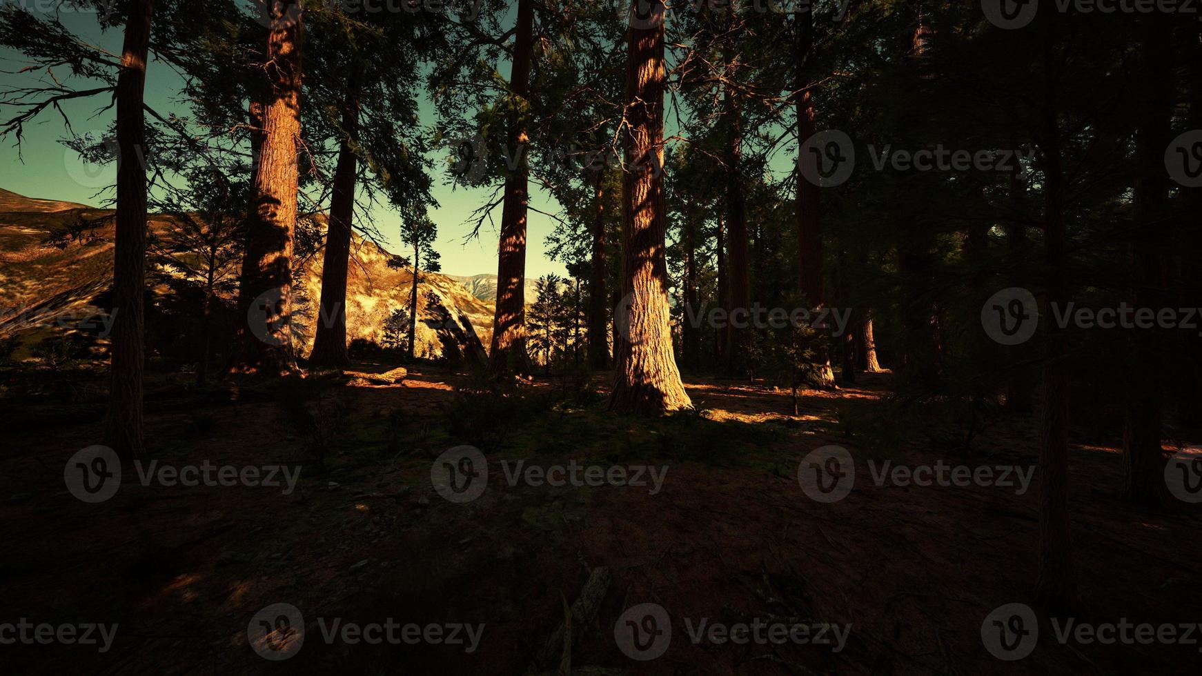 Sequoia Tree in Yosemite National Park photo