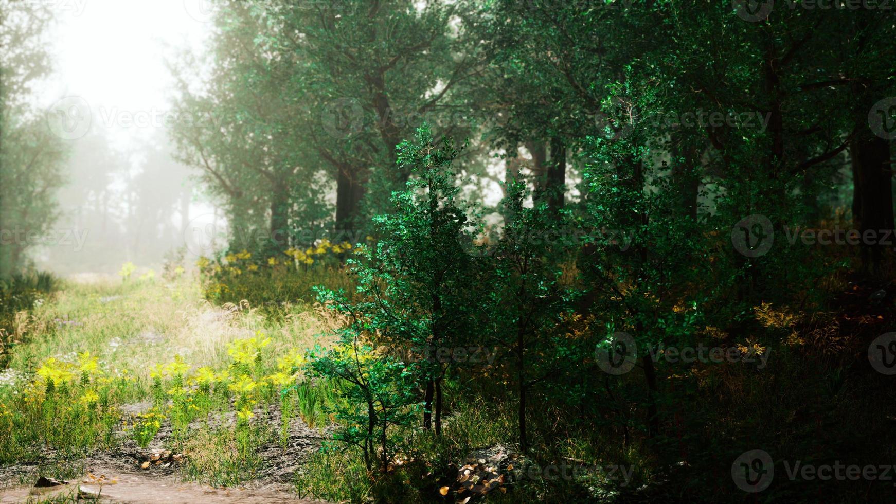 Foggy summer morning in the mountains photo