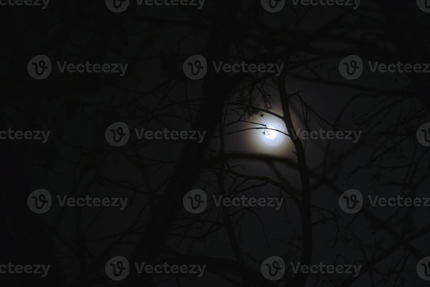 Moonlight at night and scary tree branches photo