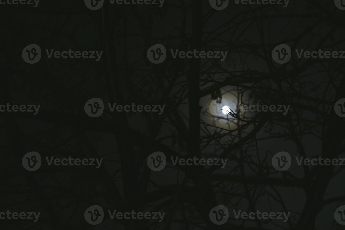 luz de la luna en la noche y ramas de árboles aterradoras foto