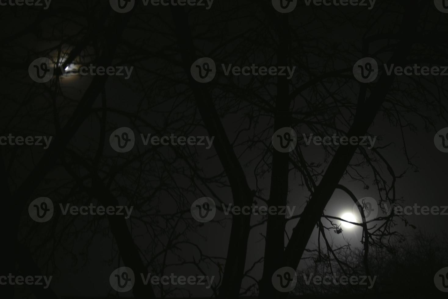 Moonlight at night and scary tree branches photo