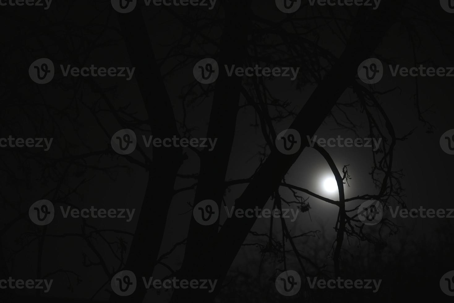 luz de la luna en la noche y ramas de árboles aterradoras foto