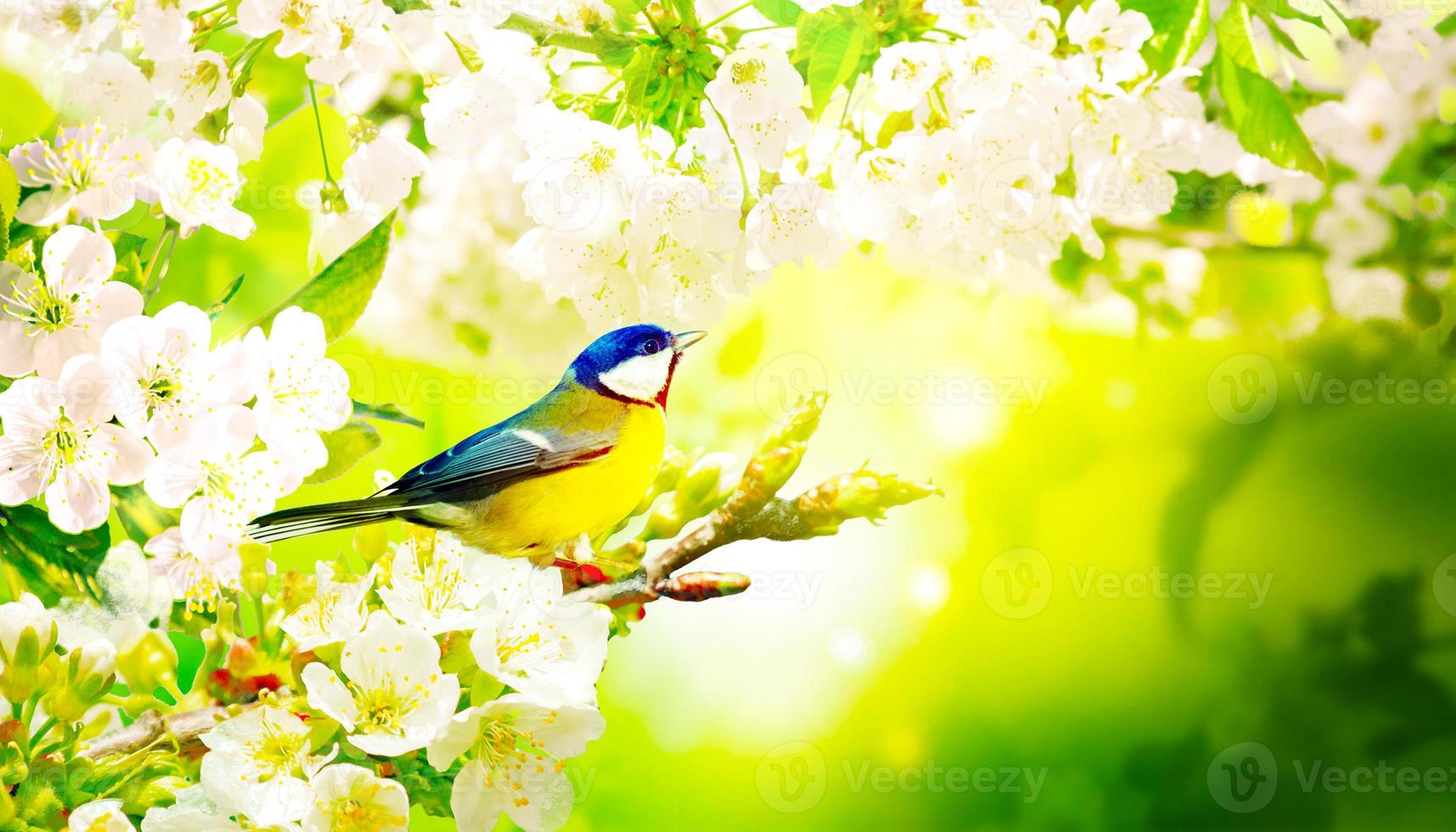 Great tit sitting on a tree branch in spring weather photo