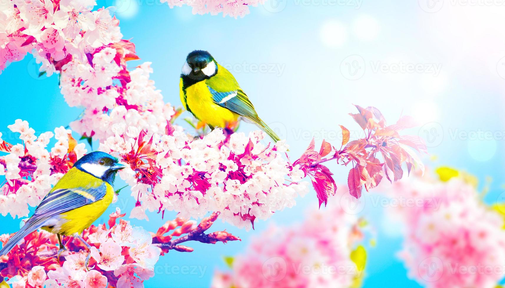 Great tit sitting on a tree branch in spring weather photo