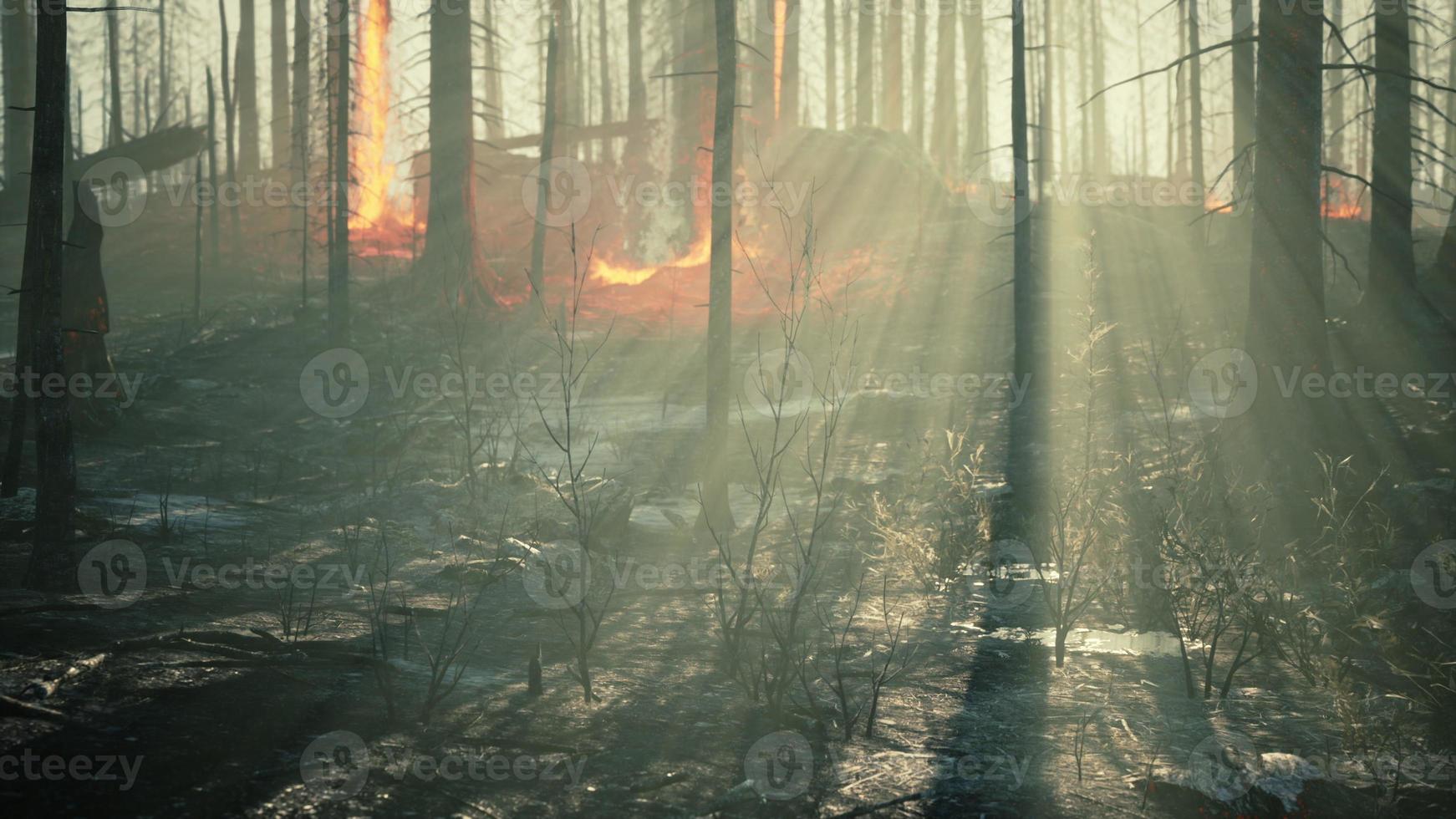 Rain forest fire disaster is burning caused by humans photo
