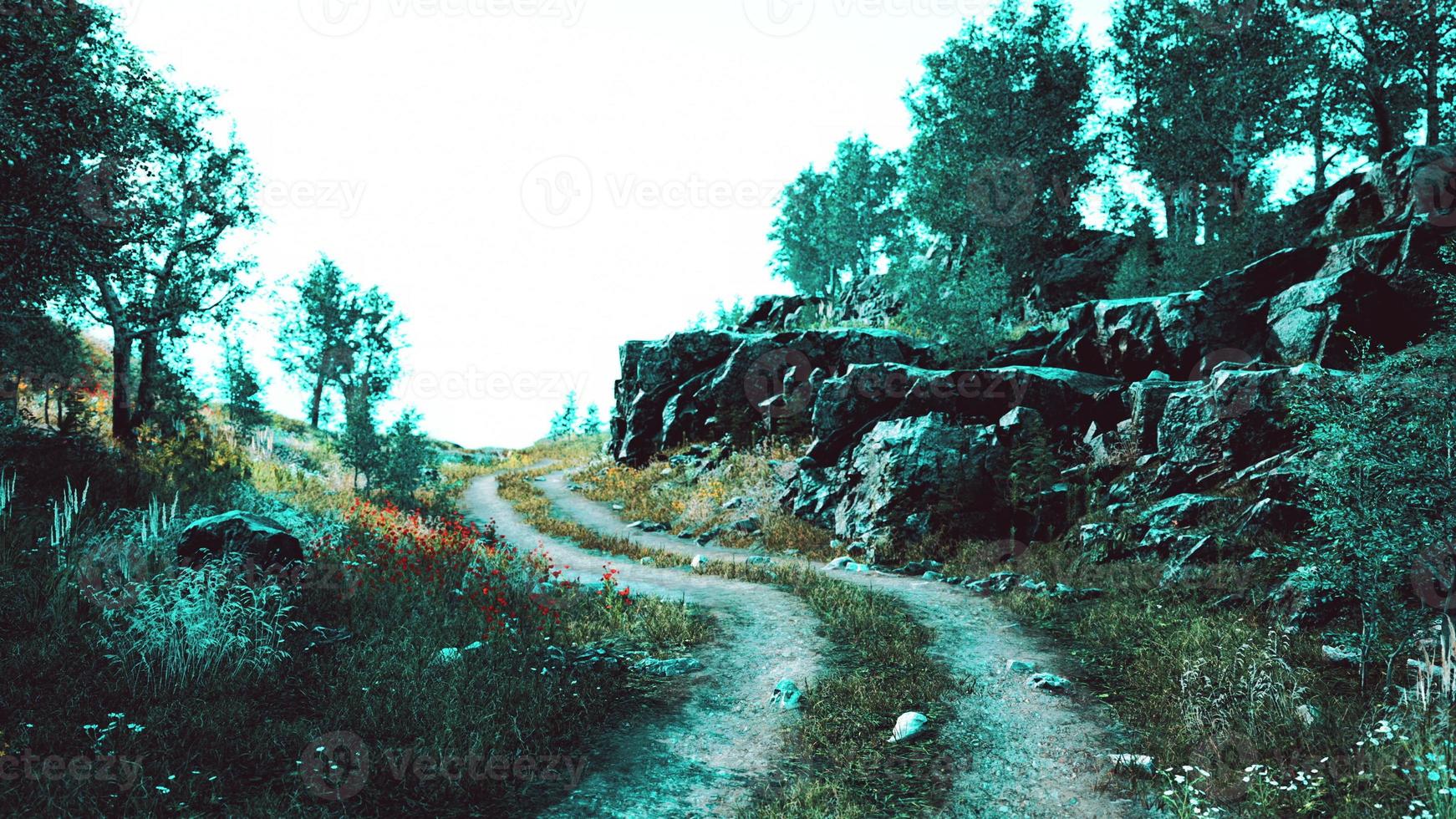 camino rural en un bosque caducifolio en una mañana nublada foto