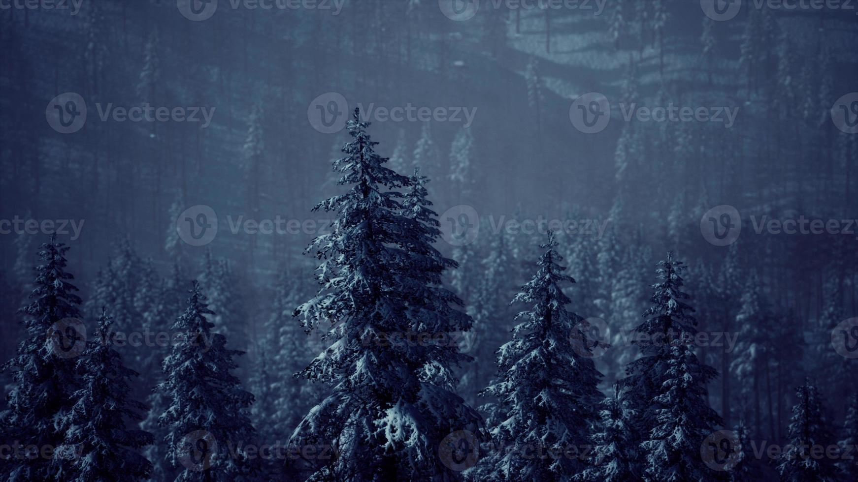 fir forest on a foggy day photo