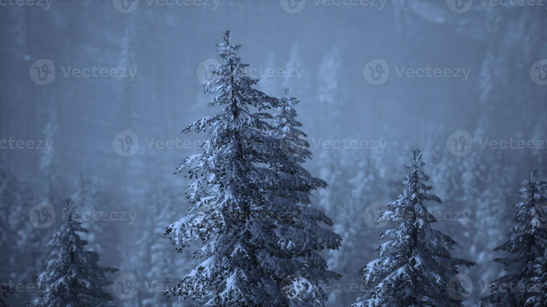 bosque de abetos en un día de niebla foto