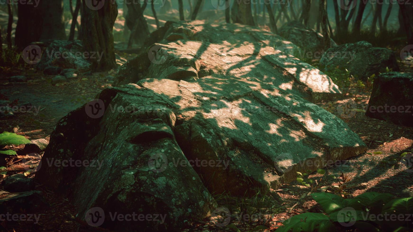 misty morning in the woods with rays of light in the forest photo