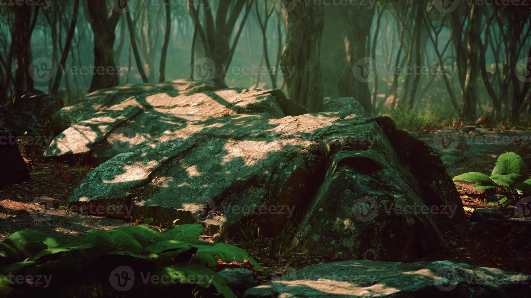 enchanted forest in magical light photo