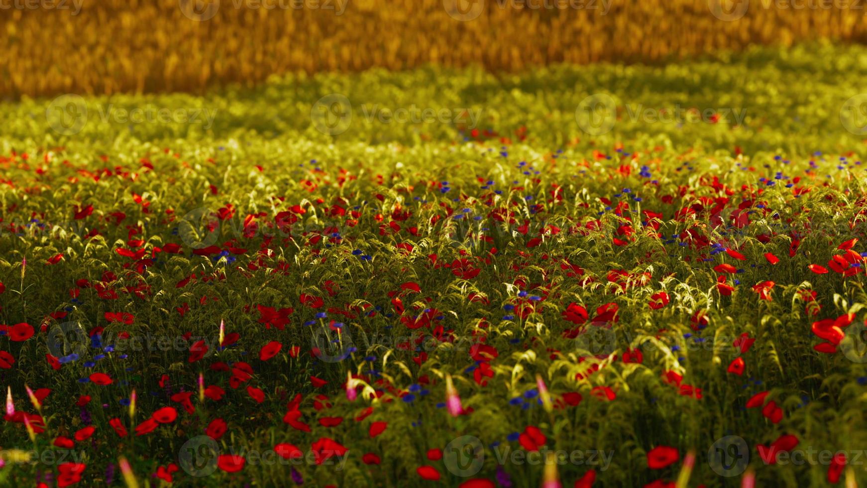 Beautiful poppy field during sunrise photo