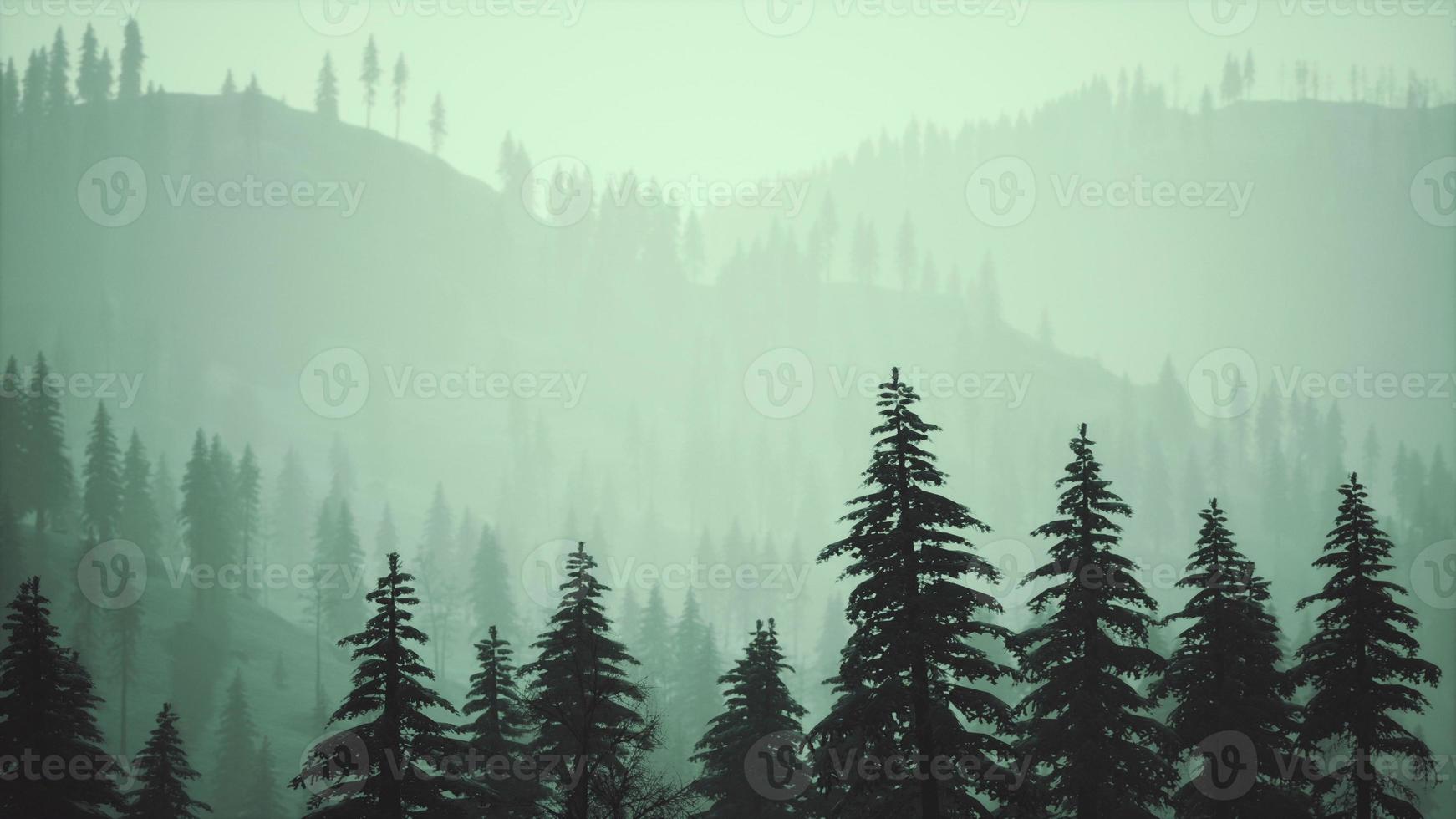 fir forest on a foggy day photo