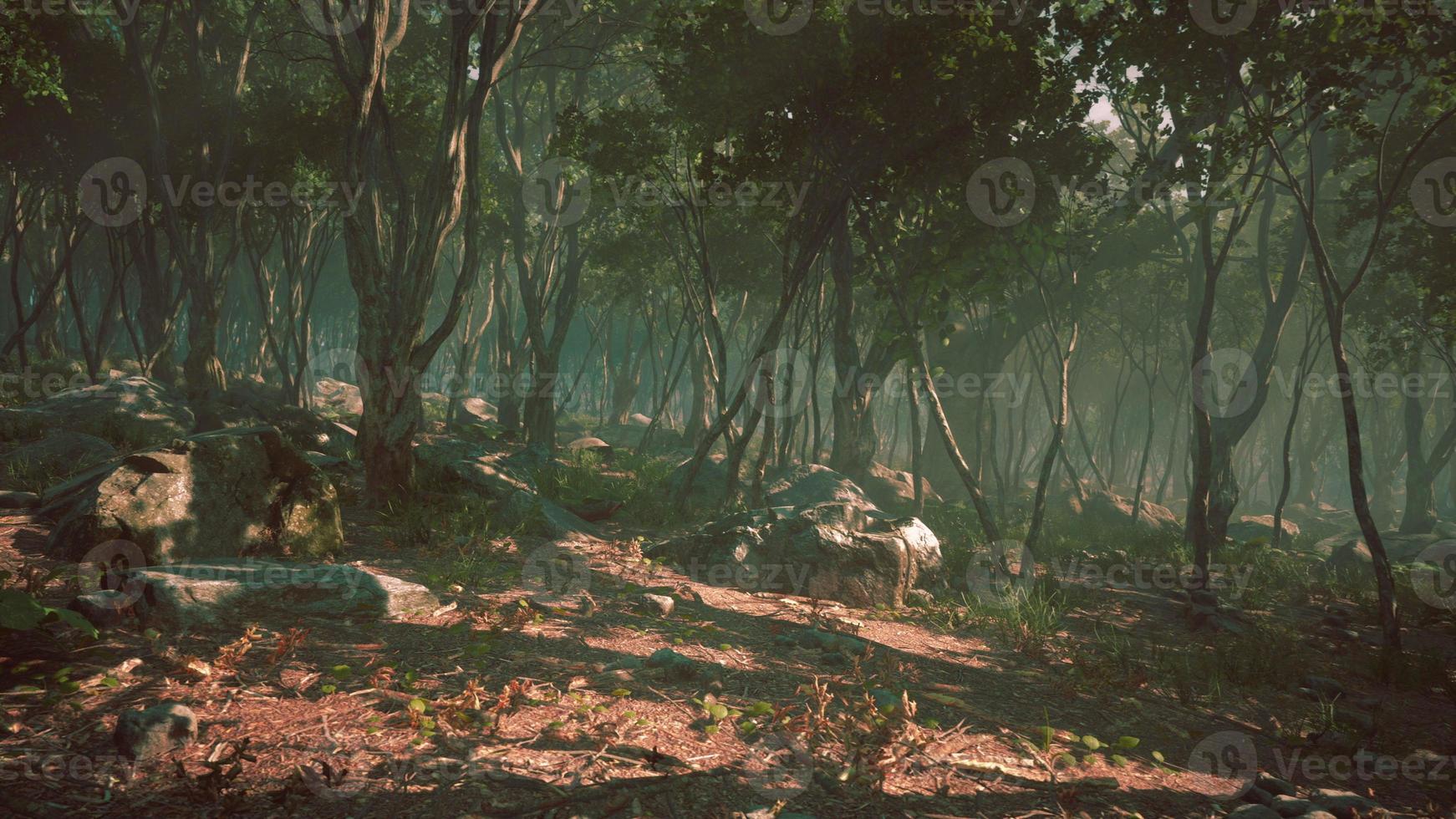 bosque encantado en luz mágica foto