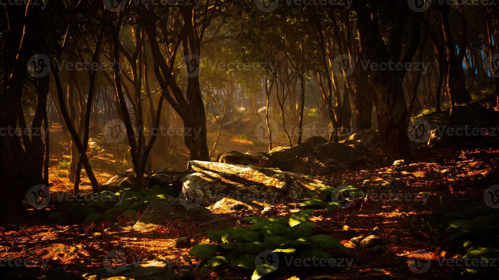 enchanted forest in magical light photo