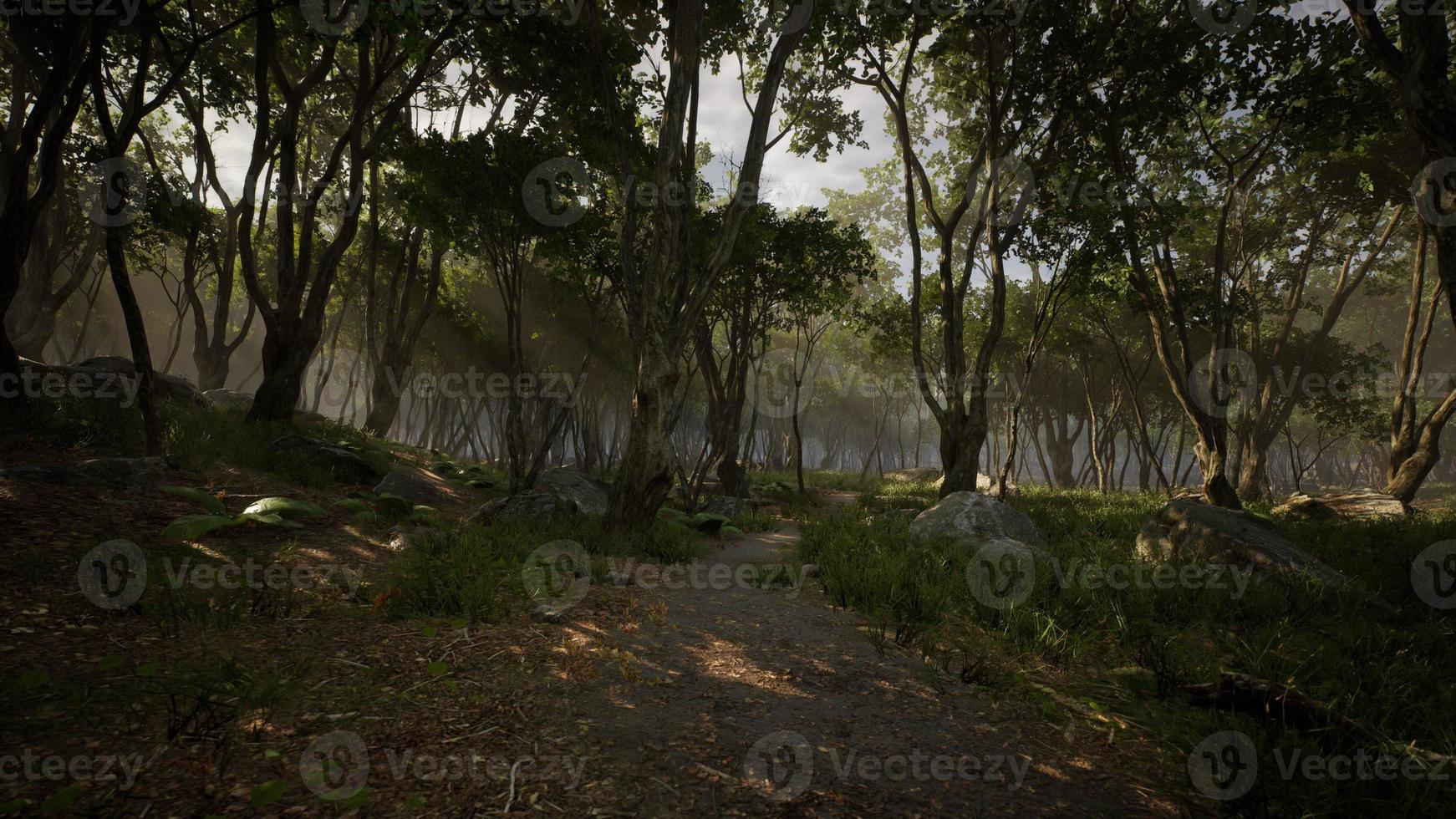 espeluznante místico mágico bosque profundo foto