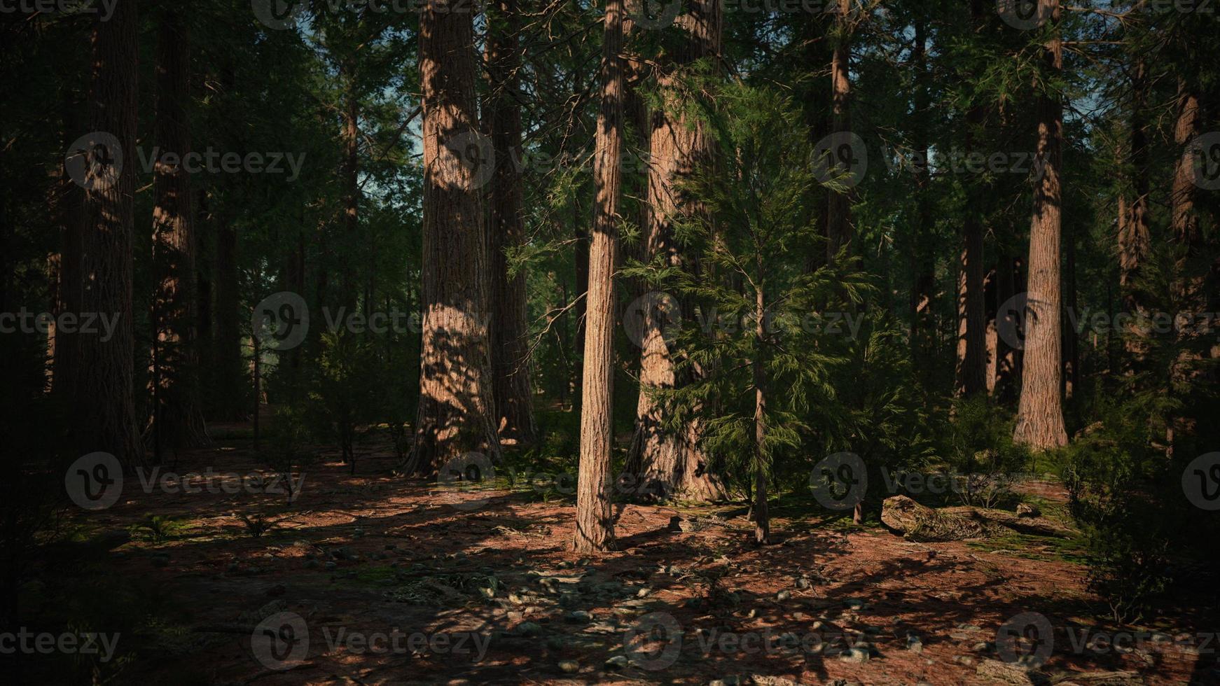 Giant Sequoias Trees or Sierran redwood growing in the forest photo