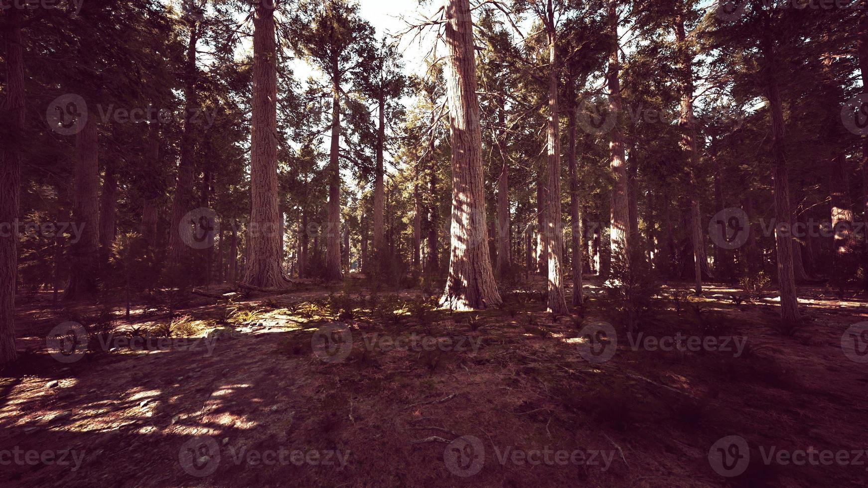 Sequoia Tree in Yosemite National Park photo