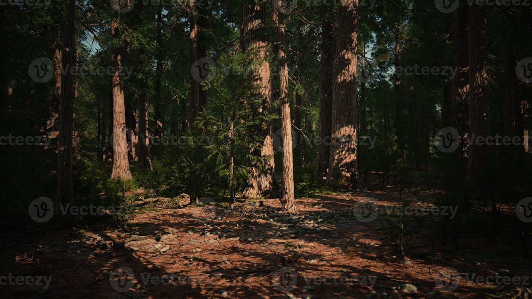 Giant sequoia trees towering above the ground in Sequoia National Park photo
