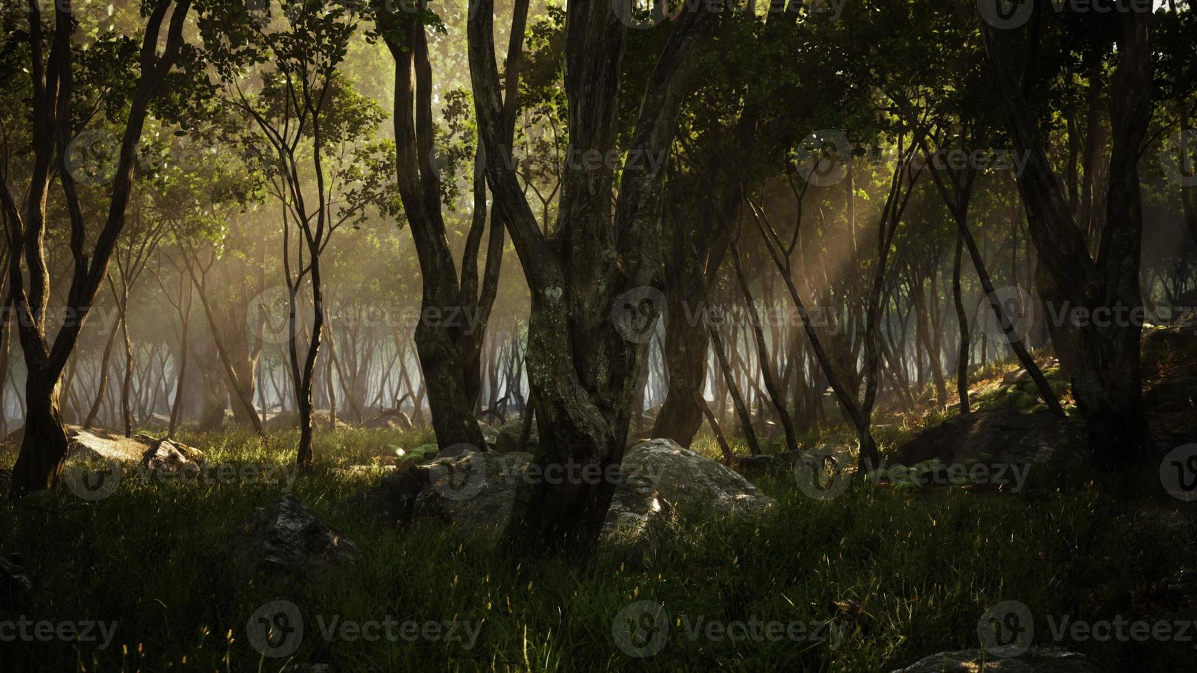 misty morning in the woods with rays of light in the forest photo
