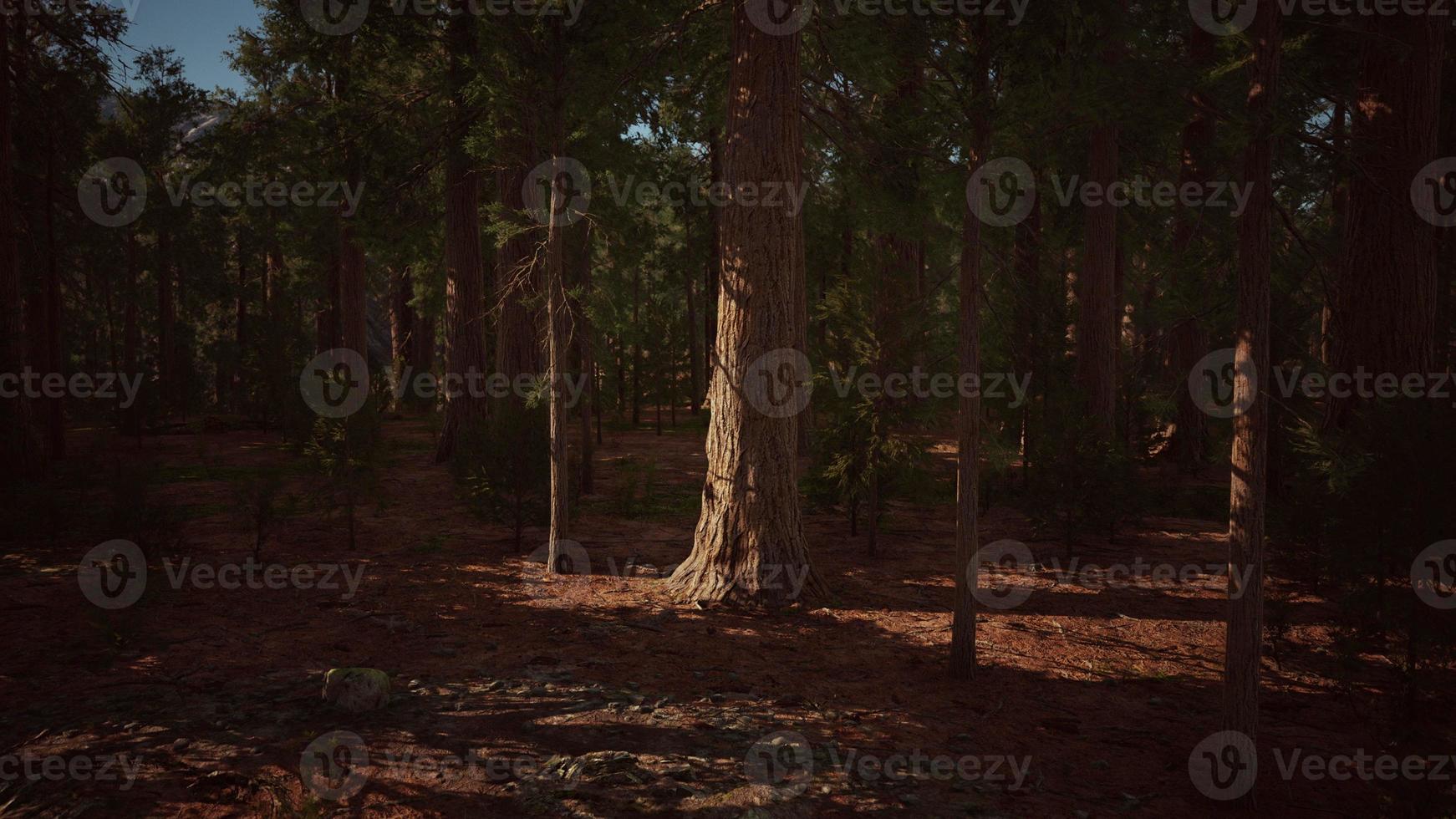 Giant Sequoias Trees or Sierran redwood growing in the forest photo