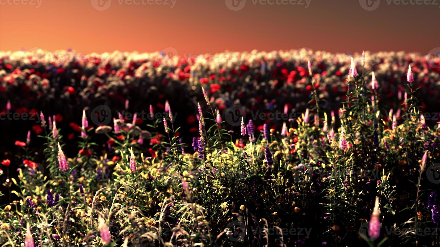 Field with flowers during summer sundown photo