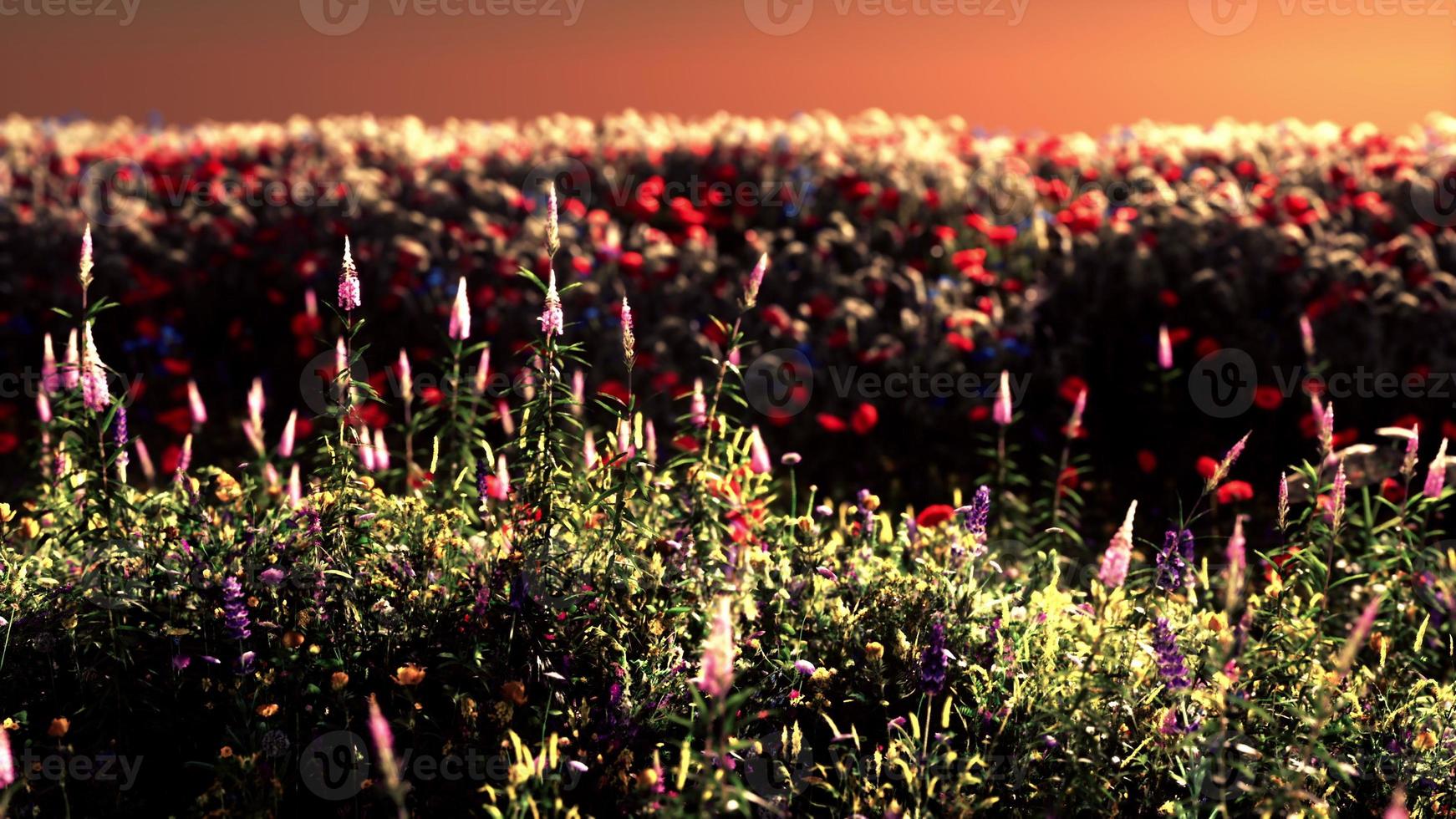 Field with flowers during summer sundown photo