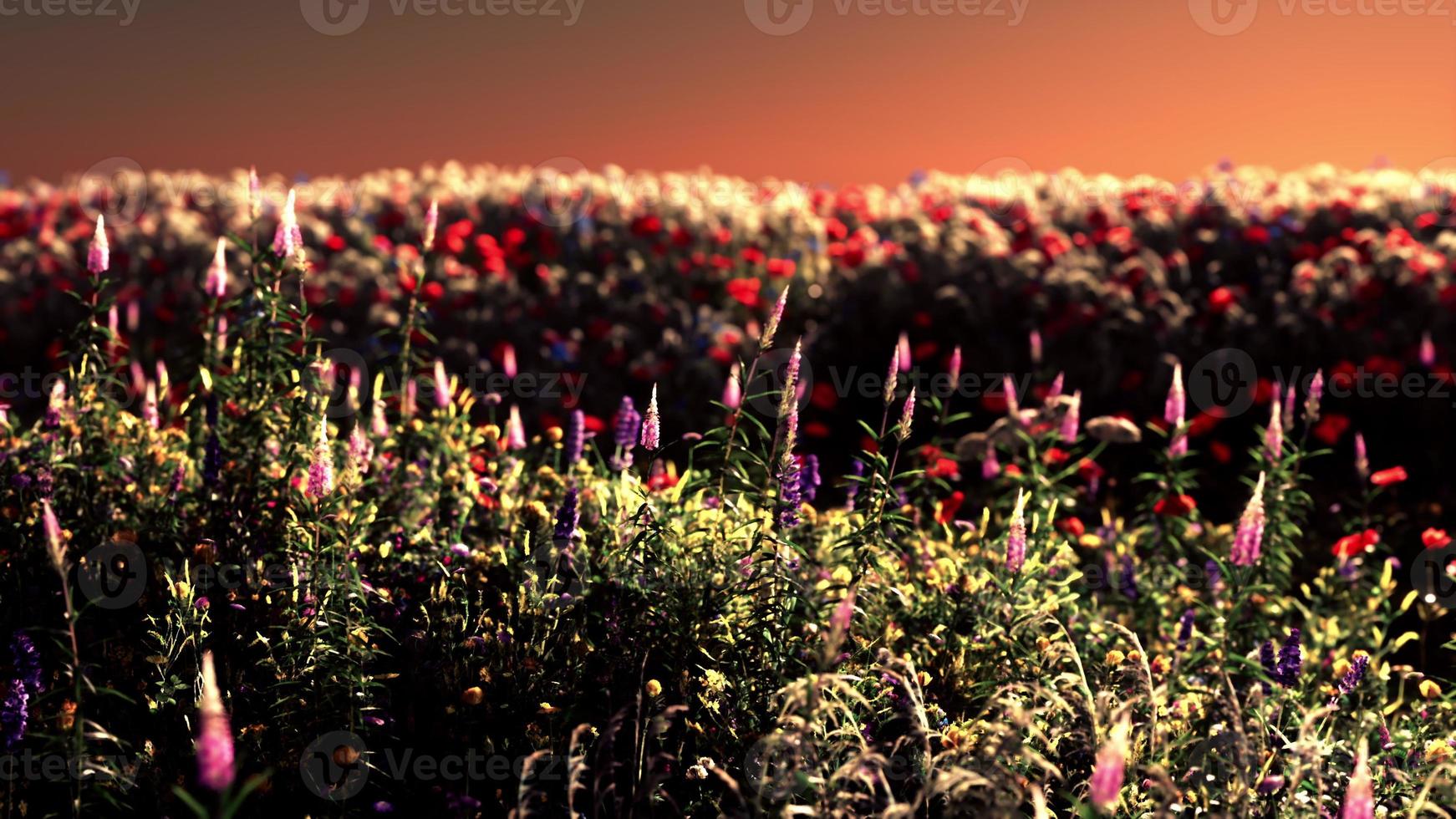 Field with flowers during summer sundown photo
